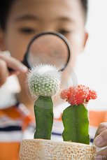 child-looking-cactus-magnifying-glass-12565624.jpg